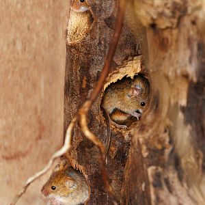 3 x Harvest Mice / Hamerton / 3-5-22