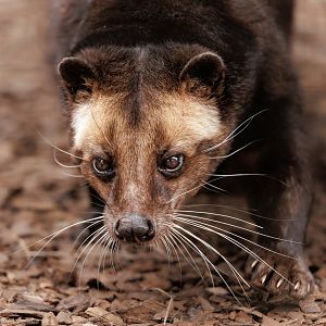 Sumatran white-bearded Palm Civet / Hamerton / 3-5-22