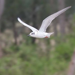 Whiskered Tern