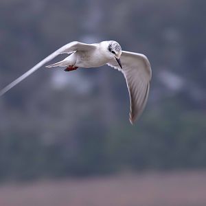 Whiskered Tern