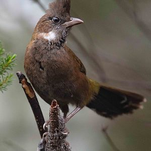 Eastern Whipbird juvenile