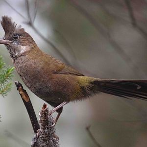 Eastern Whipbird juvenile