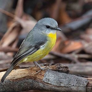Eastern Yellow Robin