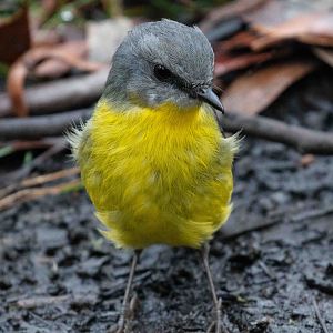 Eastern Yellow Robin