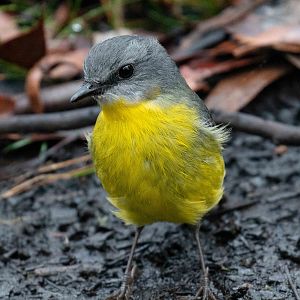 Eastern Yellow Robin