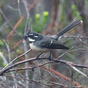 Grey Fantail