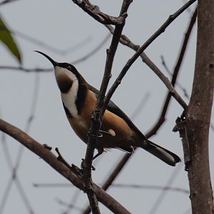 Eastern Spinebill