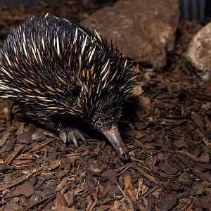 Short-beaked Echidna / Hamerton / 24-4-22