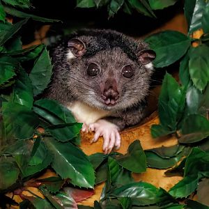 Ground Cuscus / Hamerton / 24-4-22