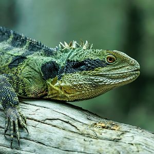 Australian Water Dragon  / Hamerton / 20-4-22