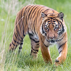 Malayan Tiger (Sahaja)/ 7-5-22 / Hamerton