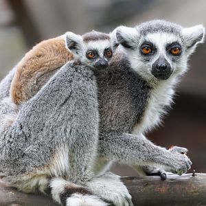 Ring tailed Lemurs / 3-5-22 / Hamerton