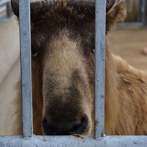 Takin（Budorcas taxicolor）