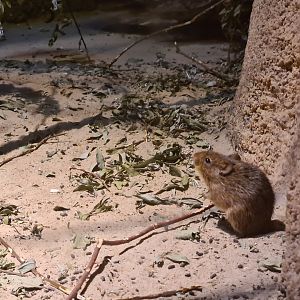 Burgers' Desert - Hispid cotton rat