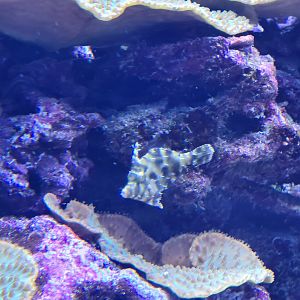 Burgers' Ocean - New file fish