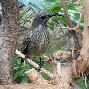 Female Scarlet chested sunbird