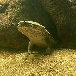 Chinese giant salamander