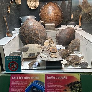 Controversial turtle exhibit