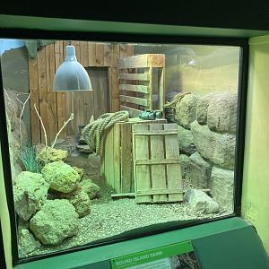 Telfair’s skink exhibit