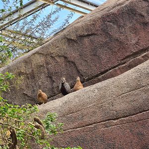 Burgers' Desert - Free-roaming Montezuma quail