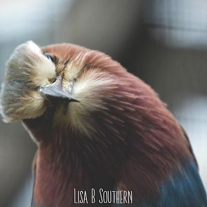 lilac breasted roller