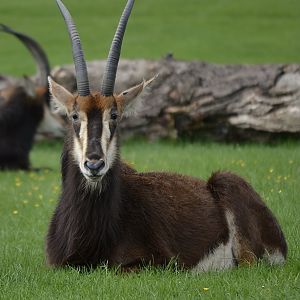 Sable Antelope - May 2022