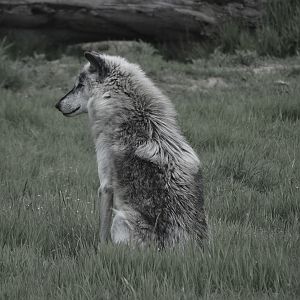 Canadian Timber Wolf - May 2022