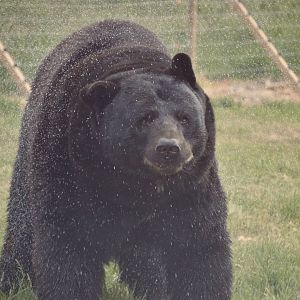 North American Black Bear - May 2022