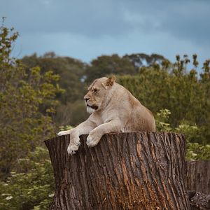 African Lion - May 2022