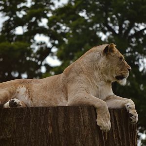 African Lion - May 2022