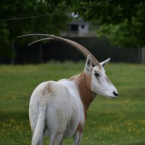 Scimitar Horned Oryx - May 2022