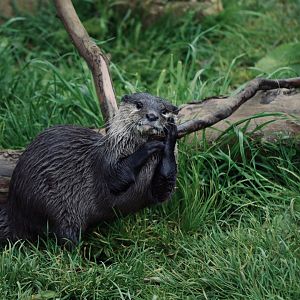 Asian Short Clawed Otter - May 2022