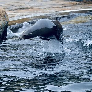 Californian Sea Lion - May 2022