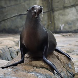 Californian Sea Lion - May 2022