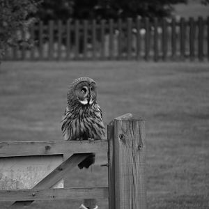 Great Grey Owl - May 2022