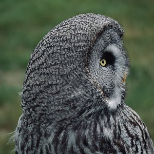 Great Grey Owl - May 2022