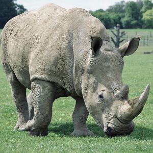 Southern White Rhinoceros - May 2022