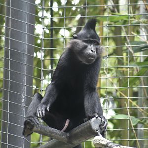 Black-Crested Mangabey