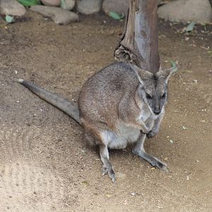 Parma Wallaby