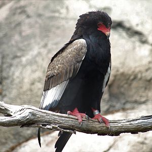 Bateleur