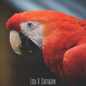 scarlet macaw