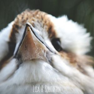 laughing kookaburra