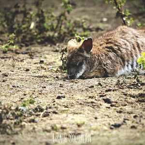 parma wallaby