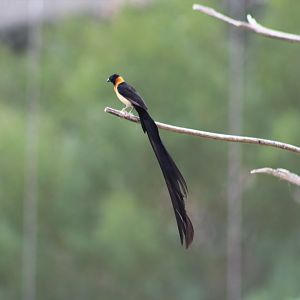 Exclamatory Paradise-Whydah