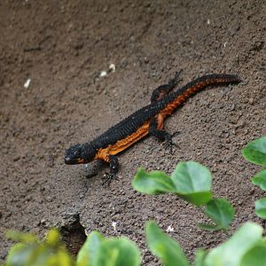 Mozambique Girdled Lizard