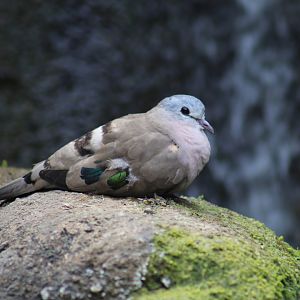 Emerald-Spotted Wood-Dove
