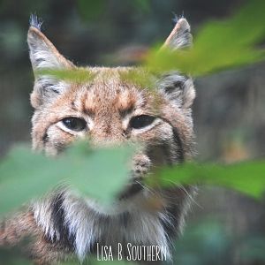 Carpathian lynx