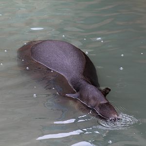 Baird's Tapir