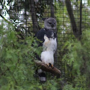 American Harpy Eagle