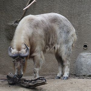 Golden Takin